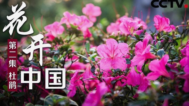 花呗套商家风险解析