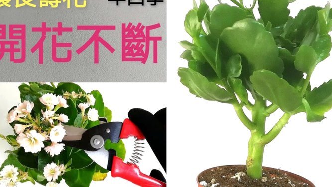 携程拿去花如何实现旅行团套现？