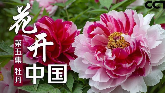 花呗转现渠道全攻略：如何选择最合适的收款工具？