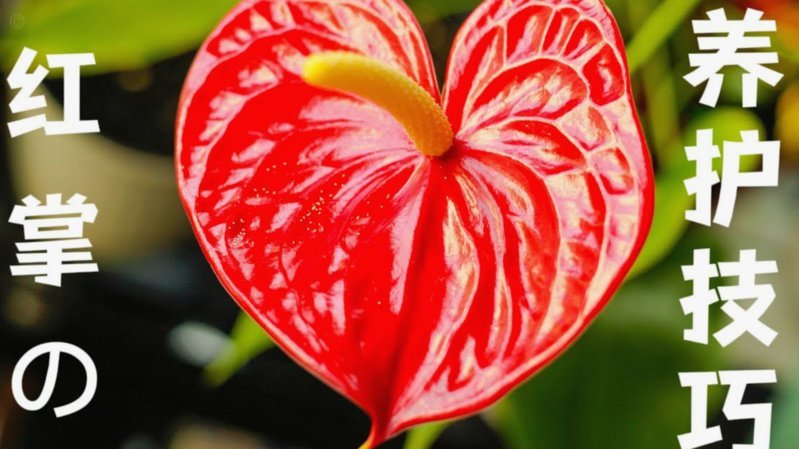 花呗如何巧妙转换为现金技巧2021