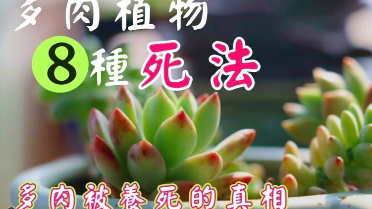 花呗怎么套出来现金2021