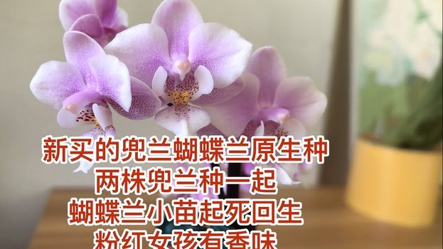 花呗信用额度怎么转支付宝现金