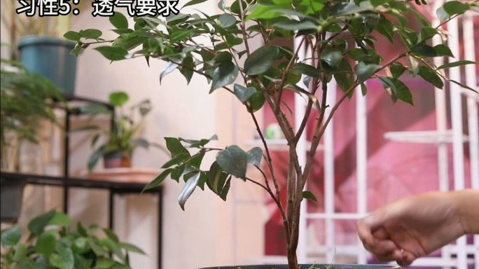 携程拿去花怎么提现秒到