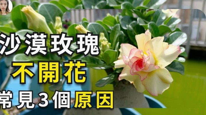 花呗取现需付费吗？手续费真相解析