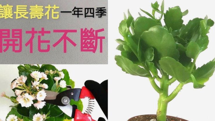 拿去花借款全攻略：如何安全提取与合理使用资金？