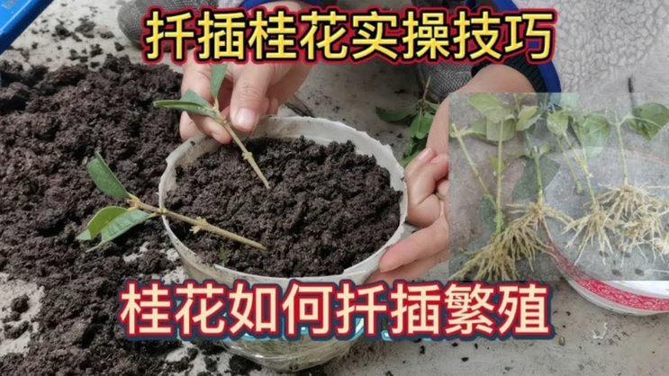 拿去花如何取出来用 出来的钱