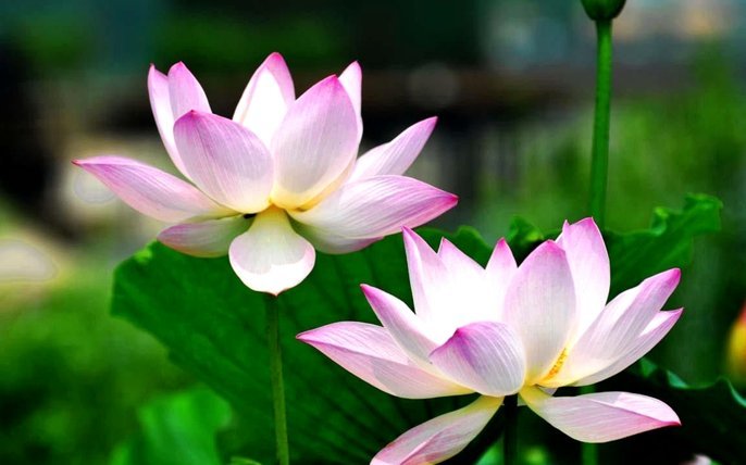 花呗提现：真假难辨