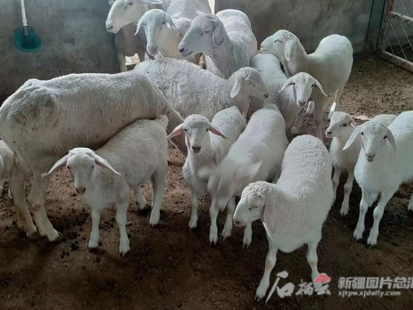 羊小咩发货地揭秘