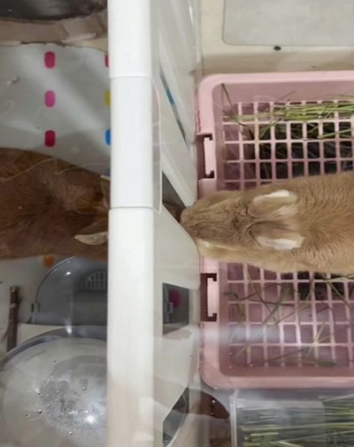 兔小贝儿歌《小羊小羊》：共享的快乐