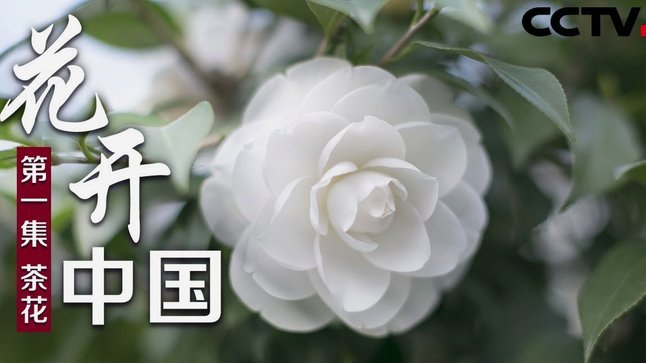 花呗变现：风险与信用双刃剑